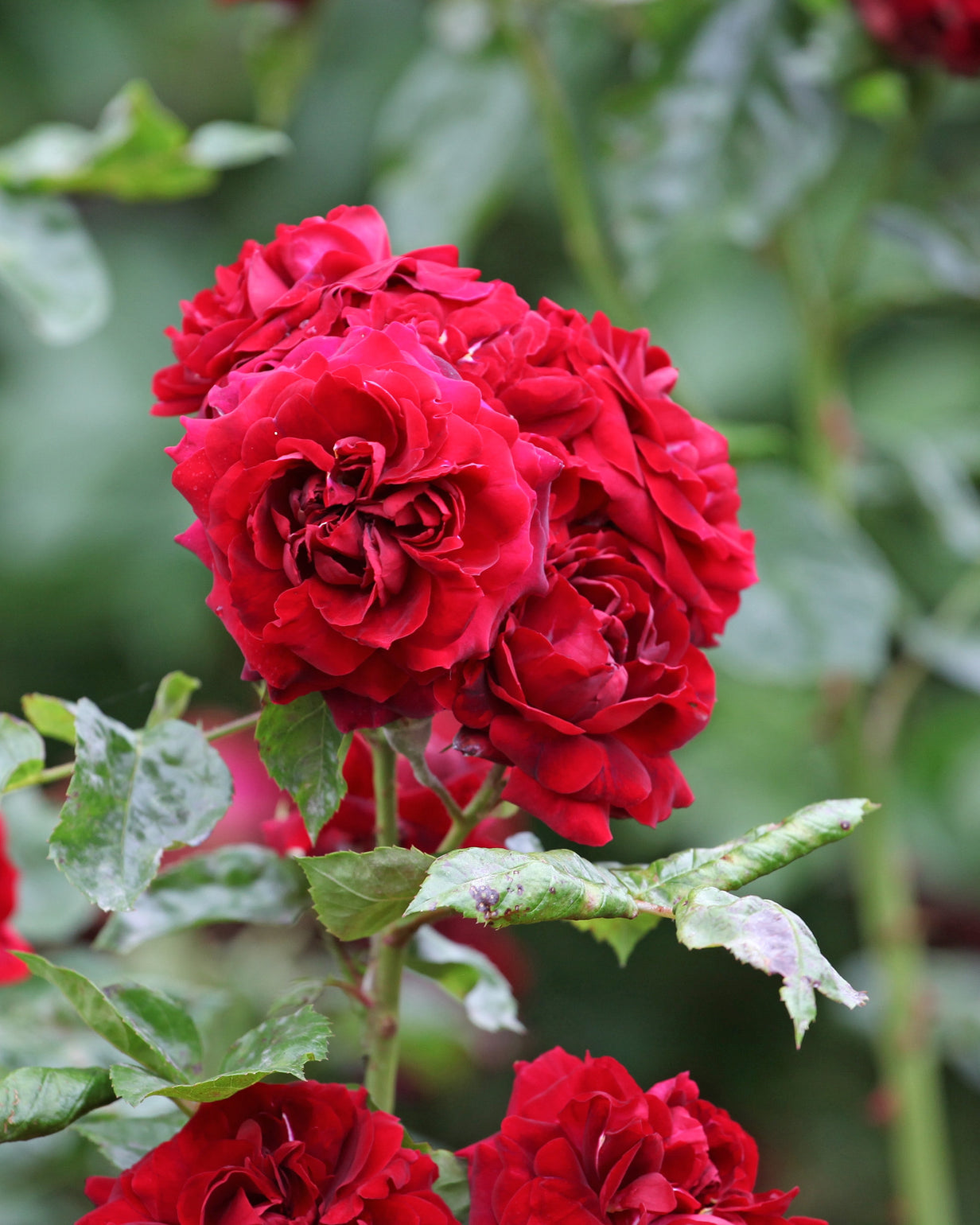 products/Rosa-20.jpg